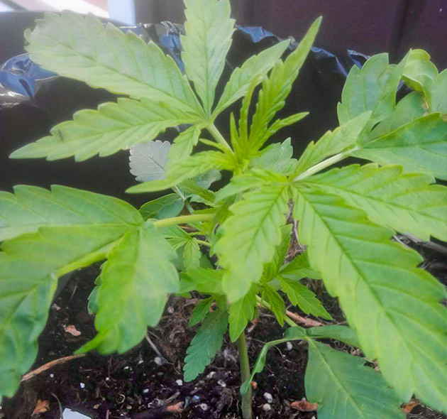 Проблемы с листьями на второй неделе вегетации Скрученные листья конопли и формирование новых