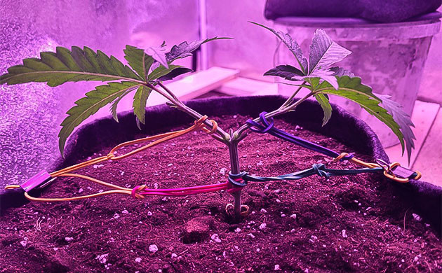 Использование техники LST Формирование марихуаны