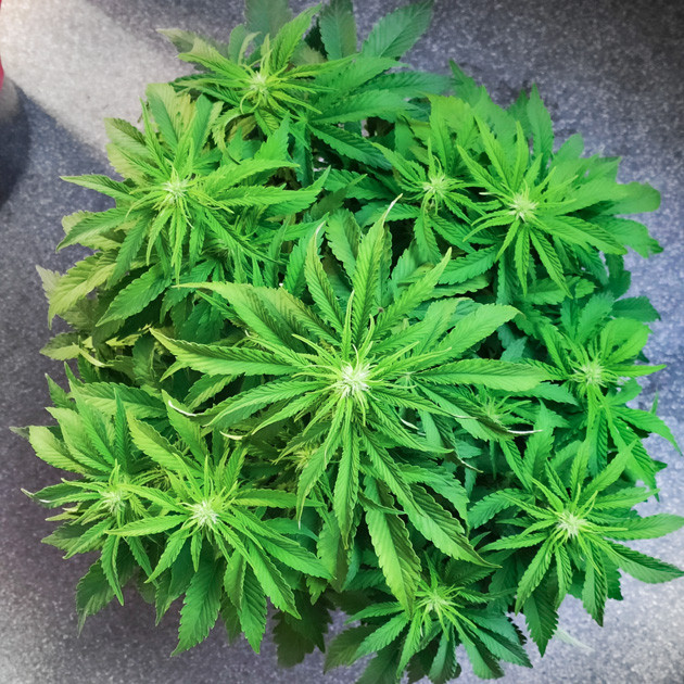 Начало стадии цветения Цветение Auto White Widow на 5 неделе выращивания