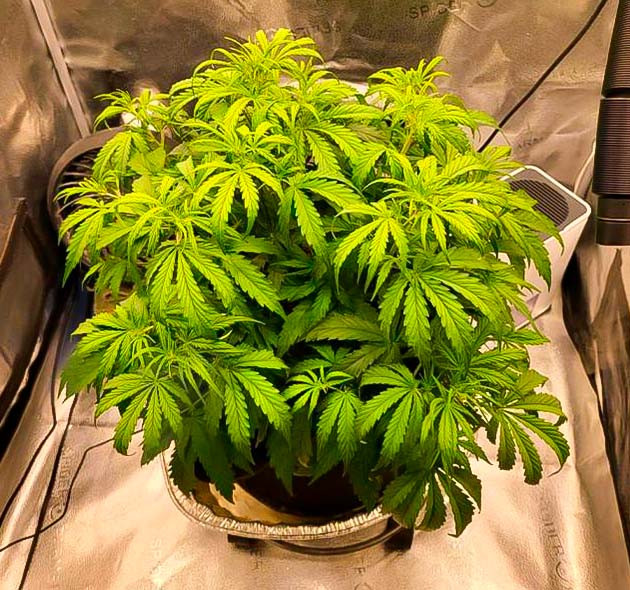 Активный рост и изменения в составе удобрений Куст Forbidden Runtz Auto от FastBuds на стадии вегетации