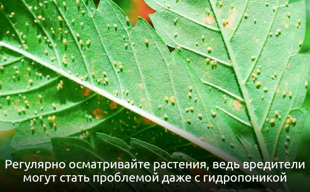 Паутинные клещи, тля и другие вредители каннабиса Вредители конопли в гидропонике