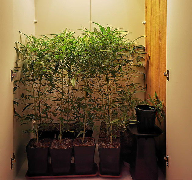 Пересадка растений в трехлитровые горшки Кусты высотой 70-75 см