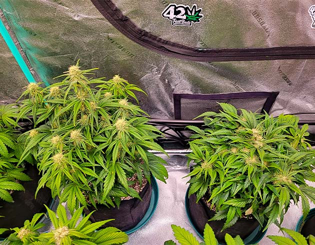 Куст Strawberry Amnesia на цветении Разные фенотипы и смолистость Apricot Auto