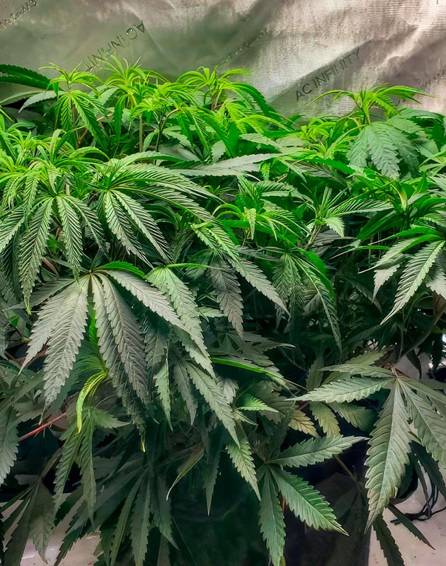 Переизбыток питательных веществ у марихуаны 6 неделя роста конопли
