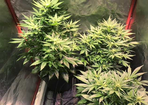 Пятая неделя выращивания марихуаны + Speed Auto Бошки конопли