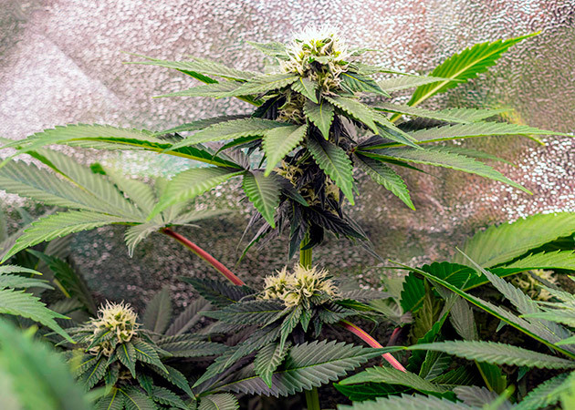 Активный набор массы шишек на 8 неделе Потемнение листьев у соцветий