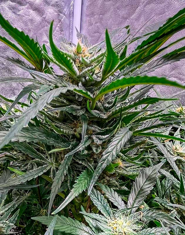 Цветение сорта Bruce Banner Auto Bruce Banner Auto на цветении