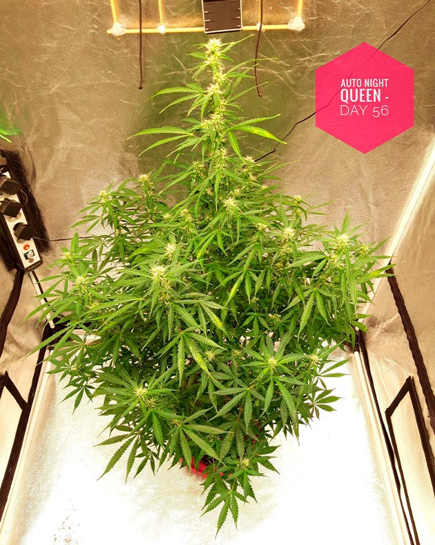 Восьмая неделя выращивания каннабиса Метровый цветущий куст конопли