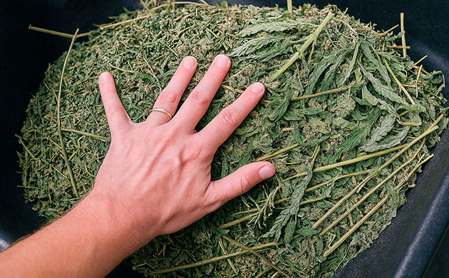 Переработка стеблей и корней конопли дает множество преимуществ для почвы Стебли и корни конопли на страже здоровья почвы