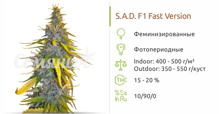 Сорт марихуаны Sweet Afgani Delicious F1 Fast Version Sweet Afgani Delicious F1 Fast Version от Sweet Seeds