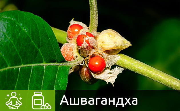 Ашвагандха и каннабис Растение ашвагандха