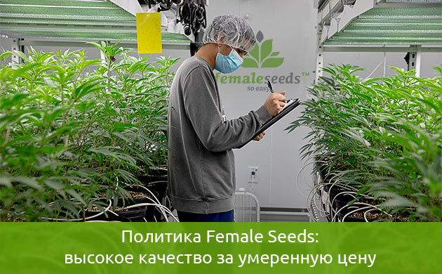 Female Seeds сегодня Female Seeds сегодня