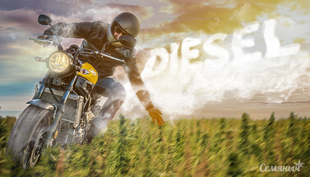 Легендарное семейство Diesel Поле дизельной конопли