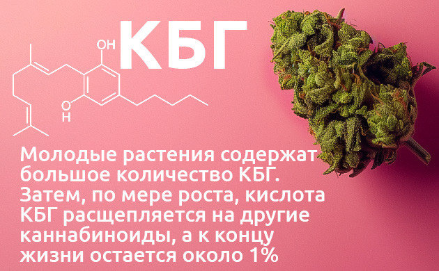 КБГ: предшественник ТГК и КБД Каннабигерол: потенциал в лечении