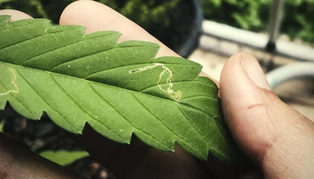 Как избавиться от личинок Личинки насекомых