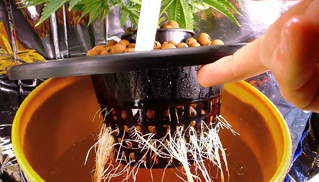 Культивирование марихуаны на гидропонике Конопля и гидропоника