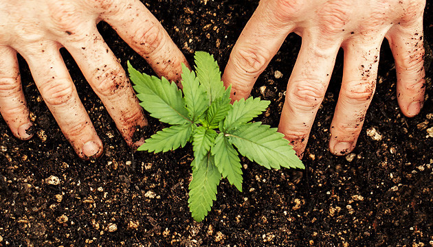 Выращивание марихуаны в почве Почва для конопли