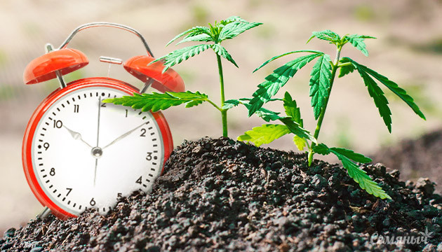 Всё про автоцветы конопли Автоцветущий сорт каннабиса