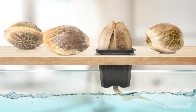 Какие семена подходят для гидропоники Семена в гидропонике