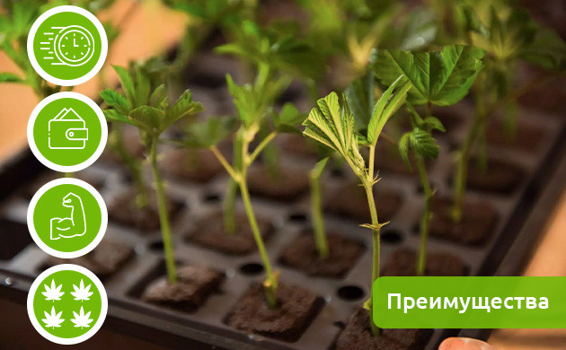 Основные преимущества выращивания клонов 4 преимущества выращивания клонов конопли
