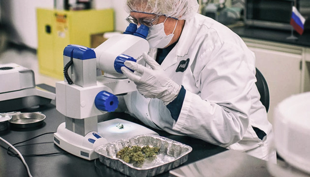 Отношение к марихуане в России Исследования марихуаны в России