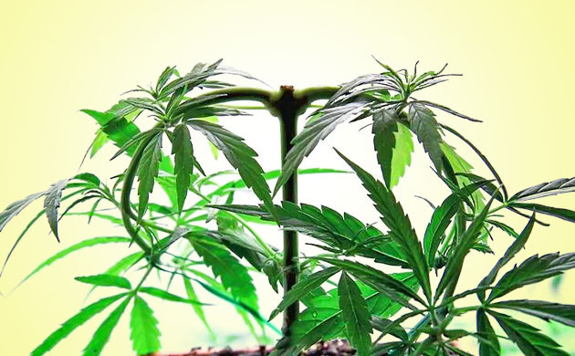 Тренировки для больших кустов конопли в аутдоре Тренировки куста для увеличения его размера