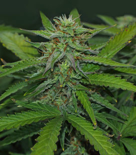 Формирование шишек на 7 неделе выращивания Соцветие Jack 47 Auto на 7 неделе выращивания