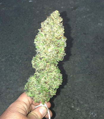 Эффект от дегустации сорта Шишка Pineapple Express auto