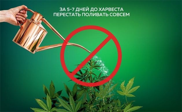 Приостанавливаем полив конопли перед сбором урожая Полив марихуаны