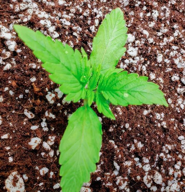 Удобрения и условия в боксе Росток Northern Lights 10 of 10 от Seedkeepers на 2 неделе