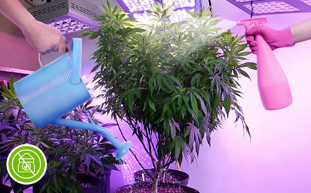 Полив материнского растения Полив и опрыскивание куста