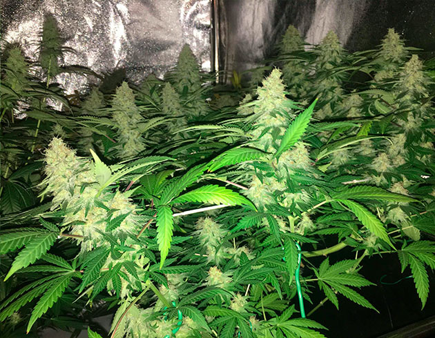 Корректировка питательного раствора Большие колы Grandaddy Purple