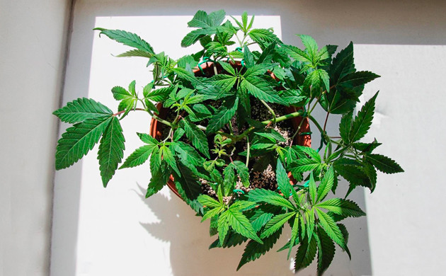 Выросший клон после первого топпинга Клонированный куст