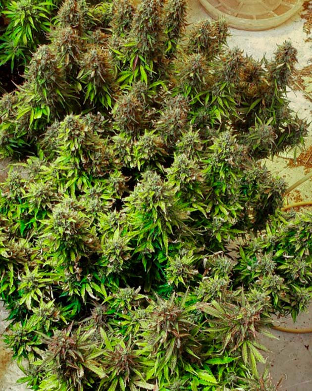 Харвест конопли Сбор урожая