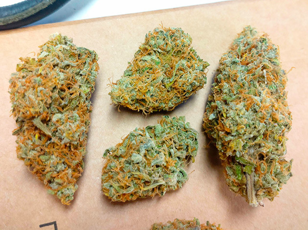 Сбор урожая Blue Gelato 41 Харвест Blue Gelato 41