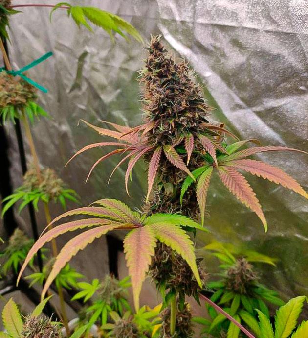 Подготовка к харвесту Кусты Blueberry Hill на последней неделе цветения