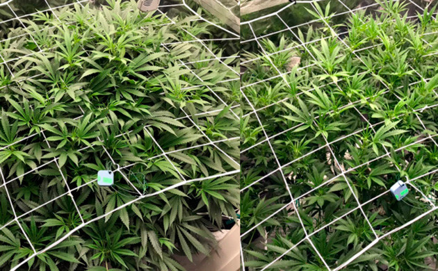 Результат обрезки листьев До и после дефолиации на 16 неделе