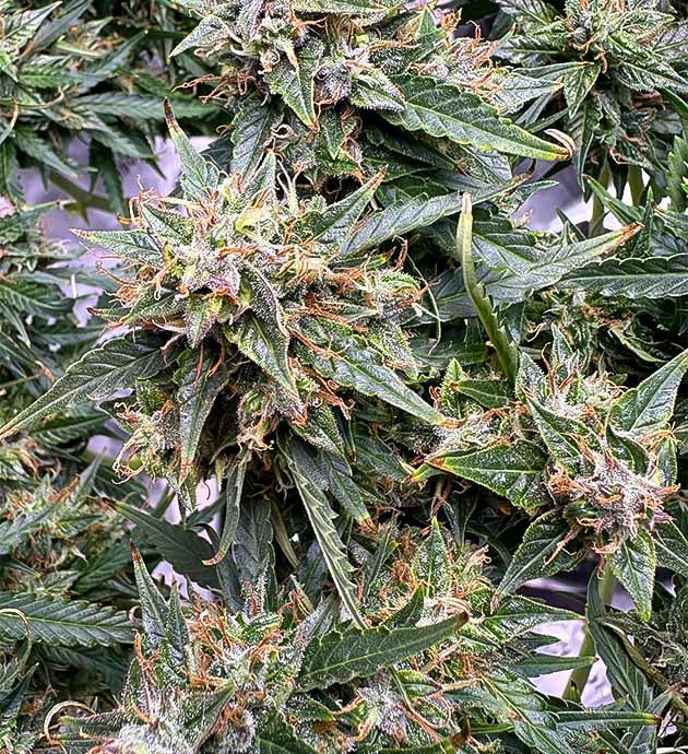 Предпоследний месяц Gelato Auto Ускорение дозревания шишек