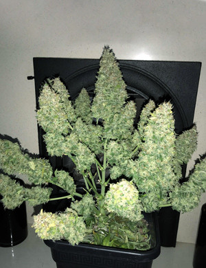 Приятный и расслабляющий сорт конопли + Speed Auto Урожай сорта конопли + Speed Auto