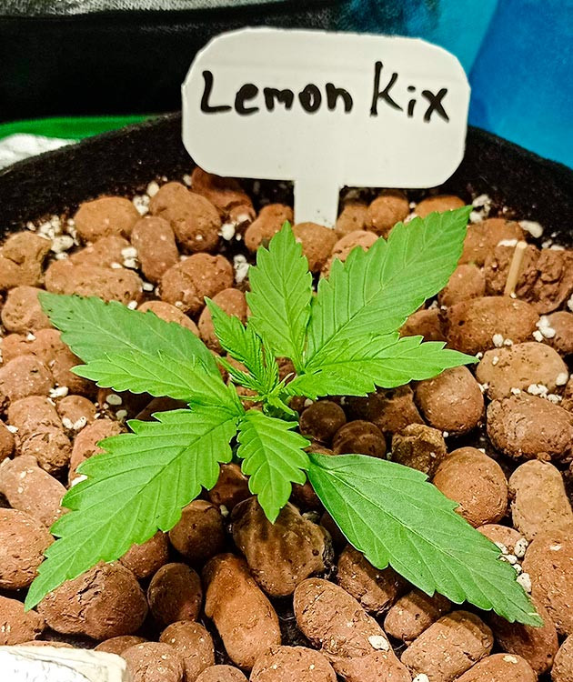 Вторая неделя выращивания Росток Auto Lemon Kix на второй неделе