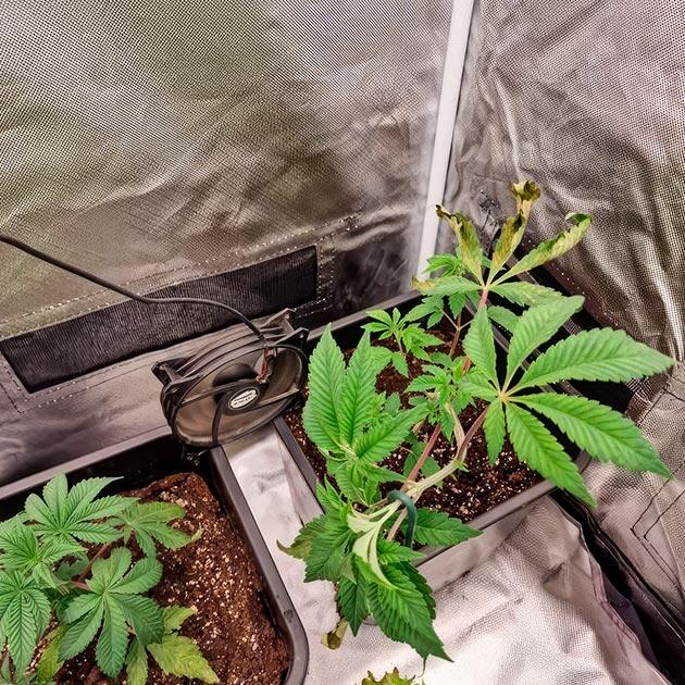 Пересадка и световой ожог на листьях Кусты Poddy Mouth от Humboldt Seed Company на 4 неделе