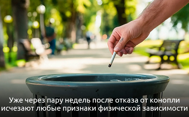 Как формируется физическая зависимость от каннабиса Физическая зависимость от марихуаны и влияние ТГК на организм