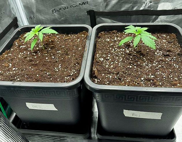 Пересадка в горшки и состав удобрений Ростки Biscotti Mintz от Barney's Farm на 2 неделе выращивания