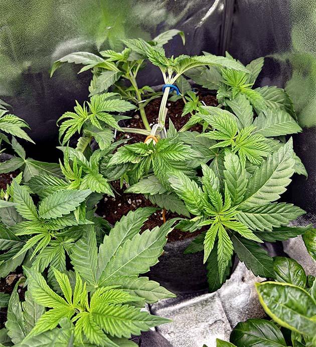 Проведение дефолиации и LST Кусты RS11 x Banana OG на стадии вегетации