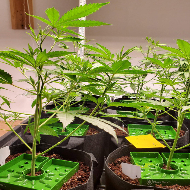 Четвертая неделя выращивания Ростки 40 cм