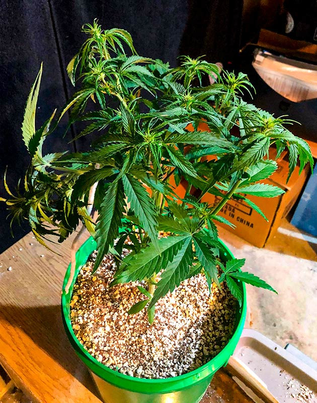 Использование техники суперкроппинг Original Blueberry Auto на 5 неделе выращивания