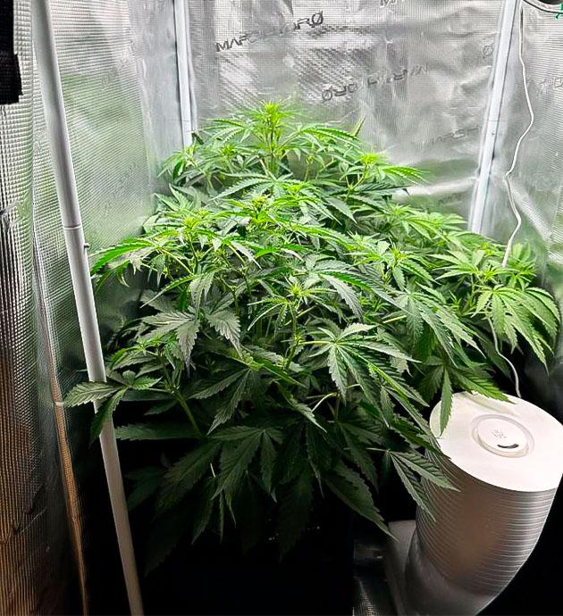 Ранняя стадия цветения конопли Марихуана на 5 неделе роста