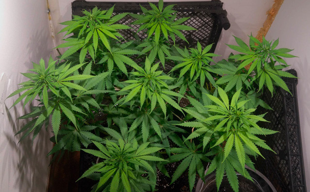 Куст Y Griega ростом 45 см