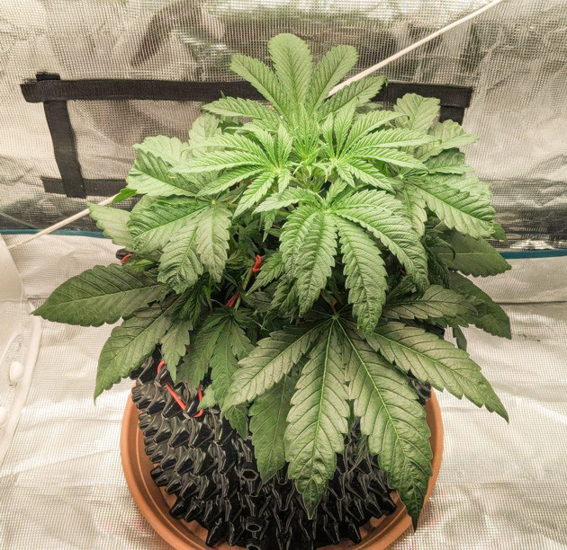 Zoap: освещение и уход Увеличение мощности света