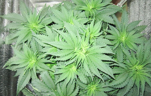 Развитие Dozy Cookies на шестой неделе Dozy Cookies: подготовка к цветению